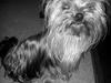 Yorkshire terrier Mia