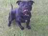 Staffordshire bull terrier Tyson