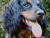 Field Trial Cockerspaniel Kenzo [Tidl. hund]