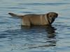Labrador retriever Paw [ Himmelhund]