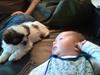 Shih tzu bobby