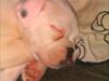 Boxer Balder