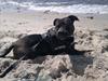Staffordshire bull terrier Basse