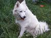 Samojedhund Sasha [Tidl. hund]