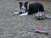 Border collie Jill