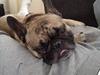 Fransk bulldog Casanova of french bully castle