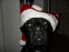 Blanding af racer Charley [Tidl. hund]