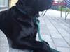 Labrador retriever Luka (ILOVEYOU)<3 Labrador retriever Luka (ILOVEYOU)<3