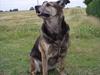 Blanding af racer Buffy  [ Himmelhund]