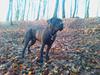 Dogo canario Zæcar [Tidl. hund]