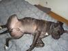 Cane corso Duffy
