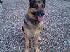 Schæferhund King (Bedste`s Hund) [ Himmelhund]