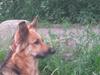 Blanding af racer shila(2003-2008) [ Himmelhund]