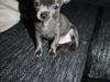 Chihuahua Paya