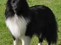 Shetland sheepdog Dixie
