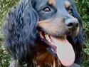 Field Trial Cockerspaniel Kenzo