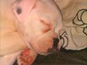 Boxer Balder