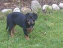 Rottweiler Von Barnewitz Georgia