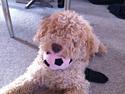 Lagotto romagnolo Nala