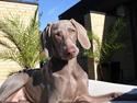 Weimaraner Jubii