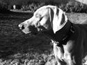 Weimaraner Zeus