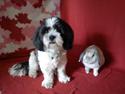 Lhasa apso Jason (Himmelhund)
