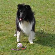 Shetland sheepdog Dixie