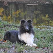 Shetland sheepdog Dixie