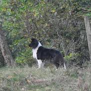 Shetland sheepdog Dixie