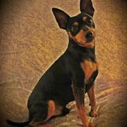 Dvaergpinscher Jago