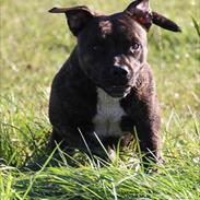 Staffordshire bull terrier Indra