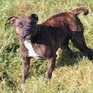 Staffordshire bull terrier Indra