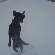 Labrador retriever Karlsson (F1) (Himmelhund)