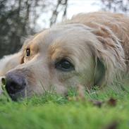 Golden retriever Luffe