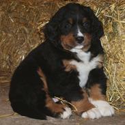 Berner sennenhund Bernerflokken Basil