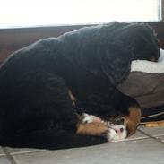 Berner sennenhund Bernerflokken Basil