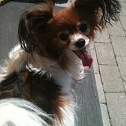 Papillon Gizmo