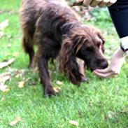 Field Trial spaniel Snif