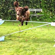 Field Trial spaniel Snif
