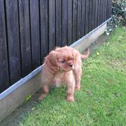 Cavalier king charles spaniel Baloo