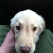 Blanding af racer Aslon