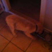 Blanding af racer Aslon