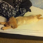 Blanding af racer Aslon