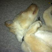 Blanding af racer Aslon