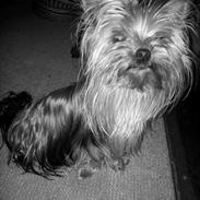 Yorkshire terrier Mia