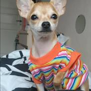 Chihuahua chica chanel