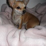 Chihuahua chica chanel