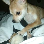 Chihuahua chica chanel