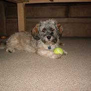 Blanding af racer Diego