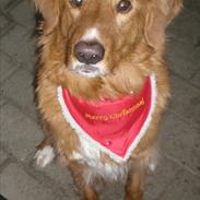 Nova scotia duck tolling retriever Enzo